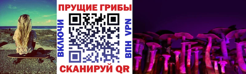 Купить  Новокубанск  Псилоцибиновые грибы Psilocybine cubensis 